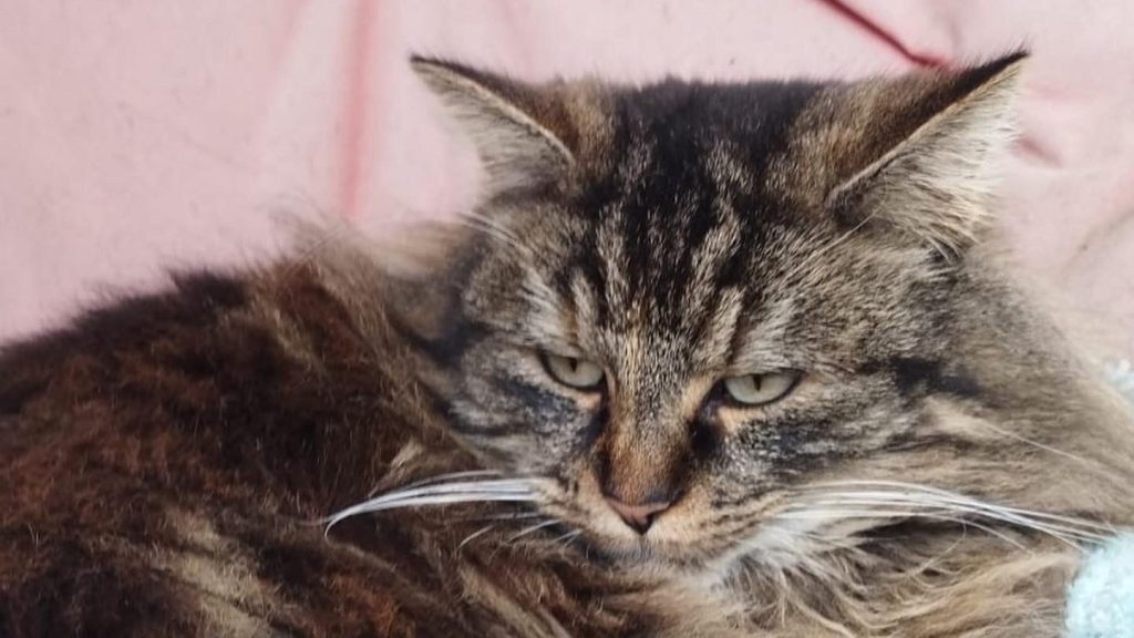 Peut-on réussir à convaincre un chat qu’il est en fait un chien ? Une exploration comportementale et cognitive de la persuasion&nbsp;interspécifique